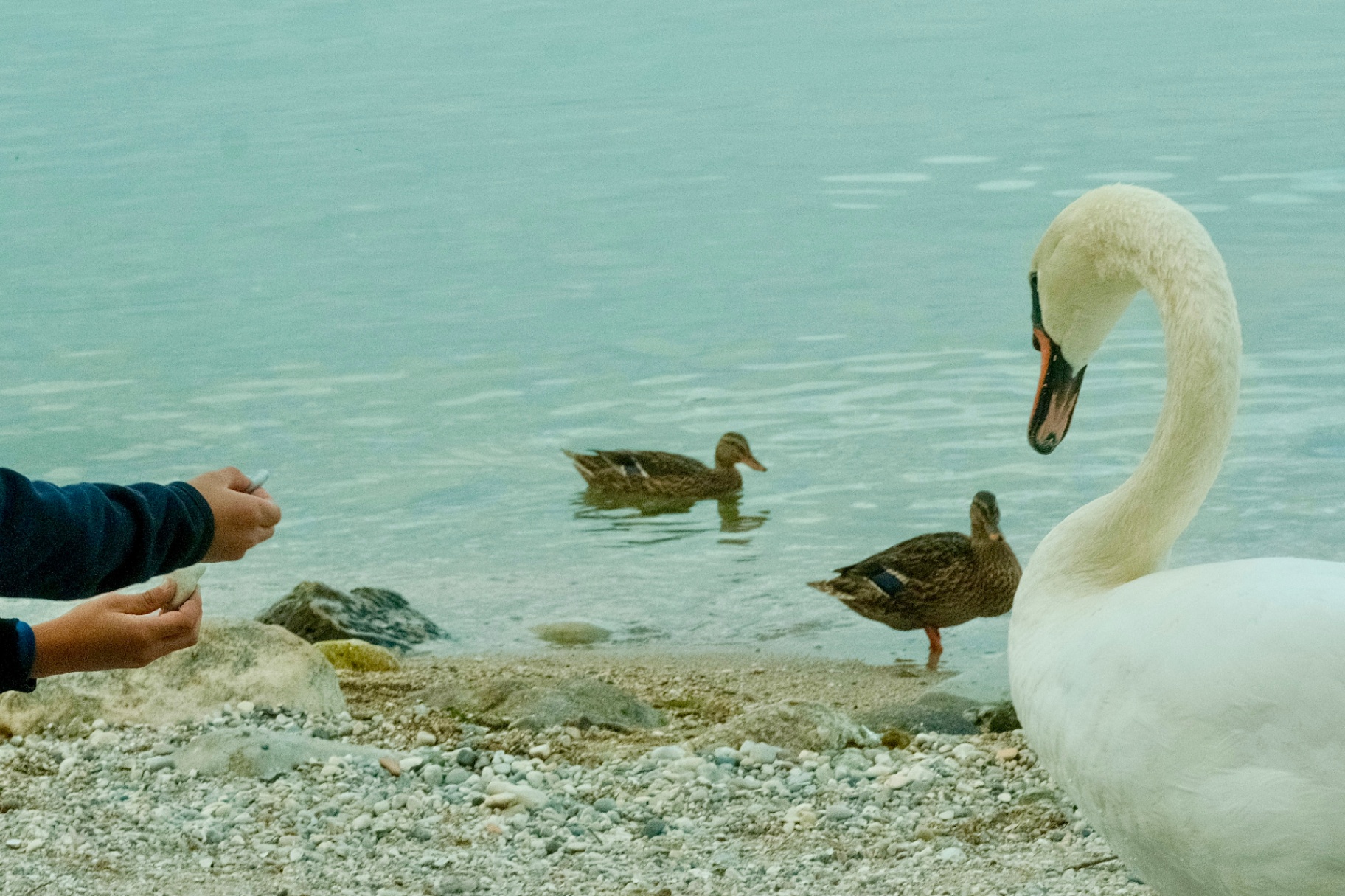 Swan and ducks at the lake